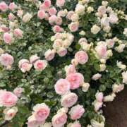 ヒメ日記 2026/06/06 15:32 投稿 りりな 奥様特急三条店