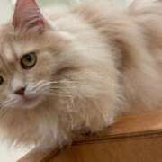 ヒメ日記 2026/01/05 13:19 投稿 こゆき 浜松駅前ちゃんこ