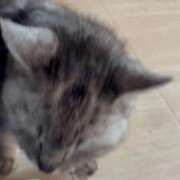 ヒメ日記 2026/03/17 03:39 投稿 こゆき 浜松駅前ちゃんこ