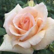 ヒメ日記 2025/10/26 19:48 投稿 椿愛里 五十路マダム静岡店（カサブランカG）