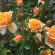 ヒメ日記 2025/10/27 07:24 投稿 椿愛里 五十路マダム静岡店（カサブランカG）