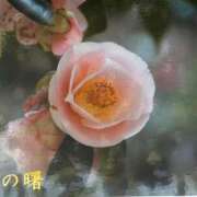 ヒメ日記 2026/03/03 08:16 投稿 椿愛里 五十路マダム静岡店（カサブランカG）