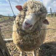 ヒメ日記 2026/03/25 07:34 投稿 椿愛里 五十路マダム静岡店（カサブランカG）