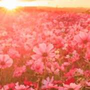 ヒメ日記 2025/11/23 10:15 投稿 かすみ アイムシェイク