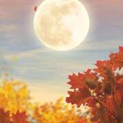 ヒメ日記 2025/11/25 23:11 投稿 かすみ アイムシェイク