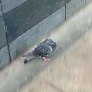 ヒメ日記 2026/07/01 18:29 投稿 ちあき 鹿児島ちゃんこ霧島店