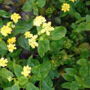 杉山宏美 こんばんは? 熟女パラダイス鶯谷店(カサブランカグループ)