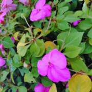 杉山宏美 おはようございます 熟女パラダイス鶯谷店(カサブランカグループ)