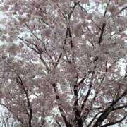 ヒメ日記 2026/04/03 08:27 投稿 しずく 横浜おかあさん