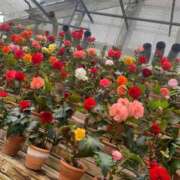 ヒメ日記 2025/10/19 03:17 投稿 しの ダイスキ