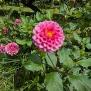 ヒメ日記 2026/09/19 11:36 投稿 片山千草 五十路マダム　和歌山店