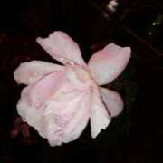 ヒメ日記 2025/12/25 17:42 投稿 あい 新橋Sweets（スウィーツ）