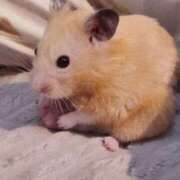 ヒメ日記 2025/10/24 07:15 投稿 すみれ プールサイド