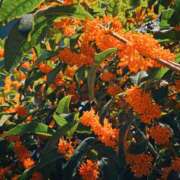 ヒメ日記 2025/10/27 07:22 投稿 すみれ プールサイド