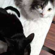 ヒメ日記 2026/02/17 06:45 投稿 かおん 逢って30秒で即尺