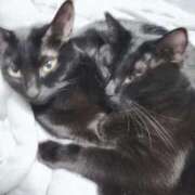 ヒメ日記 2026/03/29 09:30 投稿 かおん 逢って30秒で即尺