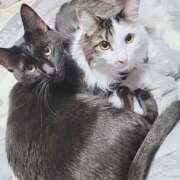 ヒメ日記 2026/04/05 17:47 投稿 かおん 逢って30秒で即尺