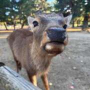 ヒメ日記 2025/11/06 15:45 投稿 るか 熟女家 東大阪店（布施・長田）