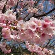 ヒメ日記 2026/03/17 10:56 投稿 ゆか 奥様電車