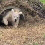 ヒメ日記 2025/10/25 05:09 投稿 ひばり 迷宮の人妻 古河・久喜発