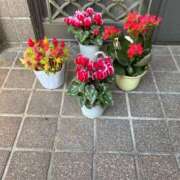 ヒメ日記 2025/12/19 17:13 投稿 天下　波桜 30・40・50代☆人妻熟女コレクション