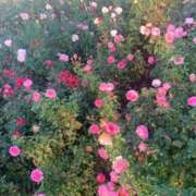 ヒメ日記 2025/12/08 12:17 投稿 まどか 横浜回春性感マッサージ倶楽部