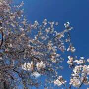 ヒメ日記 2026/04/25 18:30 投稿 すみれ どMばすたーず すすきの店