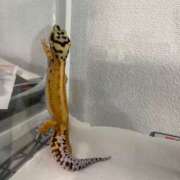 ヒメ日記 2026/02/22 12:16 投稿 麟【りん】 La Rouge(中津)