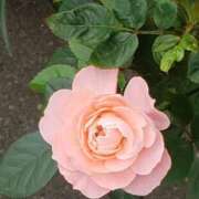 ヒメ日記 2025/10/24 14:19 投稿 八木 鶯谷デッドボール