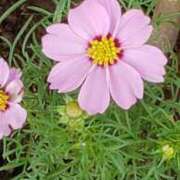 ヒメ日記 2025/10/27 16:39 投稿 八木 鶯谷デッドボール