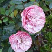 ヒメ日記 2025/10/31 13:39 投稿 八木 鶯谷デッドボール