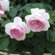 ヒメ日記 2025/11/06 22:09 投稿 八木 鶯谷デッドボール