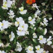 ヒメ日記 2025/11/11 16:09 投稿 八木 鶯谷デッドボール