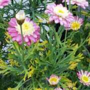 ヒメ日記 2025/11/16 20:37 投稿 八木 鶯谷デッドボール