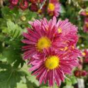 ヒメ日記 2025/11/25 11:07 投稿 八木 鶯谷デッドボール