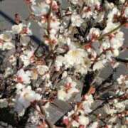 ヒメ日記 2026/02/10 13:04 投稿 八木 鶯谷デッドボール