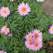 ヒメ日記 2026/02/22 21:19 投稿 八木 鶯谷デッドボール