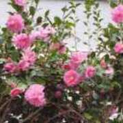 ヒメ日記 2026/03/05 12:59 投稿 八木 鶯谷デッドボール