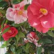 ヒメ日記 2026/03/29 09:34 投稿 八木 鶯谷デッドボール