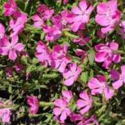 ヒメ日記 2026/04/01 18:19 投稿 八木 鶯谷デッドボール