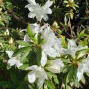 ヒメ日記 2026/04/08 23:09 投稿 八木 鶯谷デッドボール