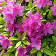 ヒメ日記 2026/04/24 09:16 投稿 八木 鶯谷デッドボール