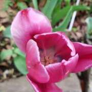 ヒメ日記 2026/04/25 18:29 投稿 八木 鶯谷デッドボール