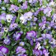 ヒメ日記 2026/04/29 22:19 投稿 八木 鶯谷デッドボール