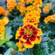 ヒメ日記 2025/10/26 22:34 投稿 みほ 淫乱痴女エステ