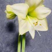 ヒメ日記 2026/02/24 13:47 投稿 みほ 淫乱痴女エステ　上野店