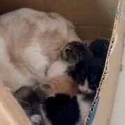 ヒメ日記 2026/04/22 21:17 投稿 みほ 淫乱痴女エステ　上野店