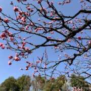 ヒメ日記 2026/02/25 08:15 投稿 詩音 Mrs.Deep SPA（ディープスパ）