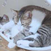 らら 明日 ディアクイーンズ