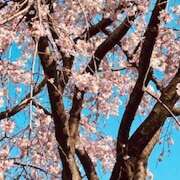 ヒメ日記 2026/03/25 08:56 投稿 なつき 熟女デリヘル倶楽部